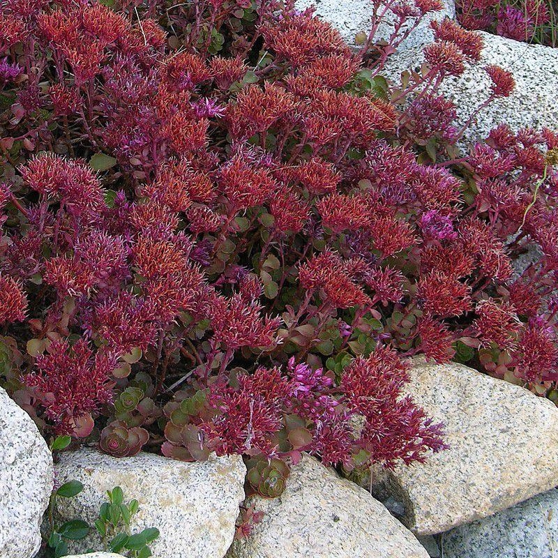 Sedum spurium 'Fuldaglut' - Orpin pourpre couvre-sol