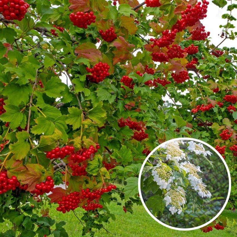 Viburnum opulus * - Viorne obier