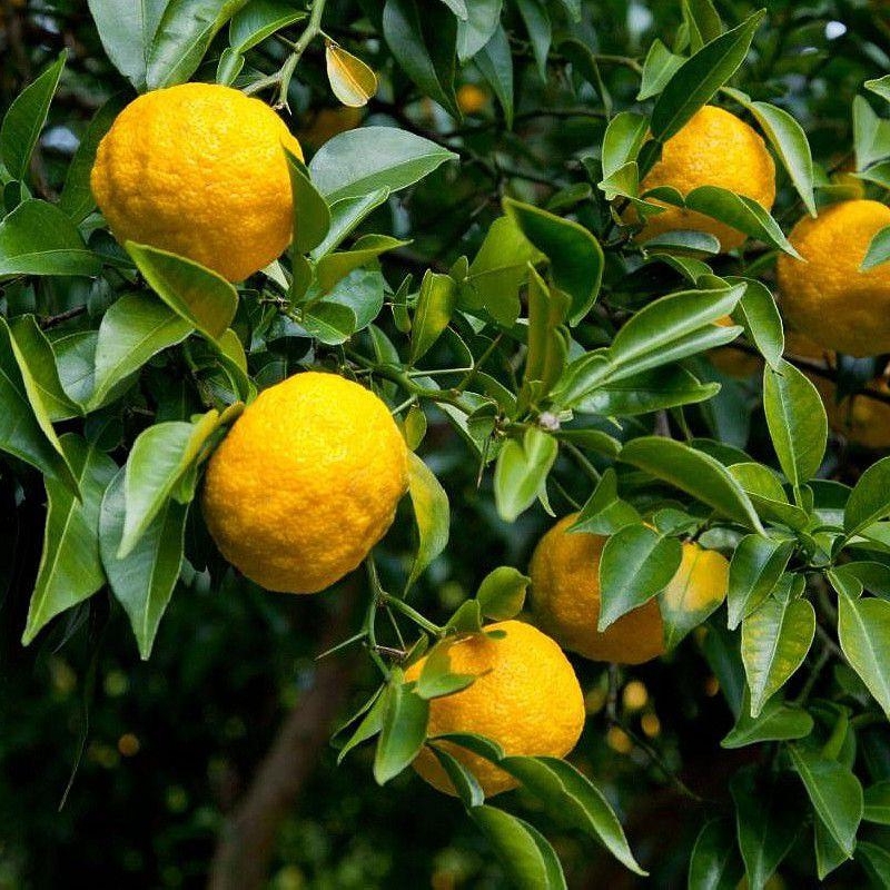 Citrus Yuzu greffé sur Volkameriana - Citronnier du Japon rustique