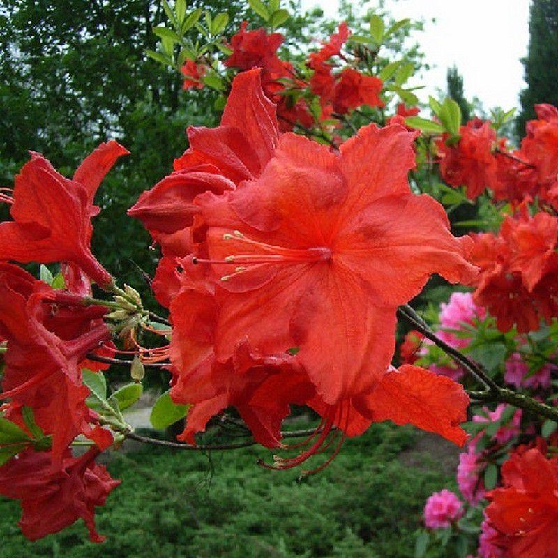 Rhododendron - Azalea 'Hotspur Red' * - Azalée de Chine caduque rouge