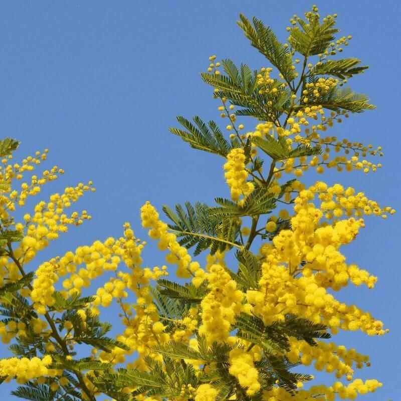 Acacia dealbata 'Noirmoutier' - Mimosa argenté - Mimosa d'hiver