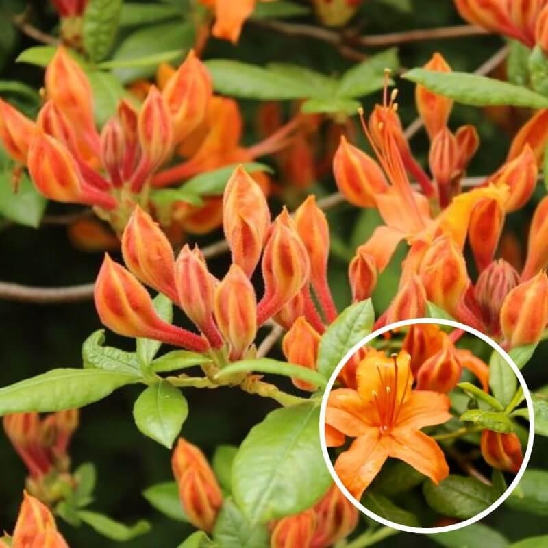 Rhododendron - Azalea 'Coccinea speciosa' * - Azalée de Chine caduque orange