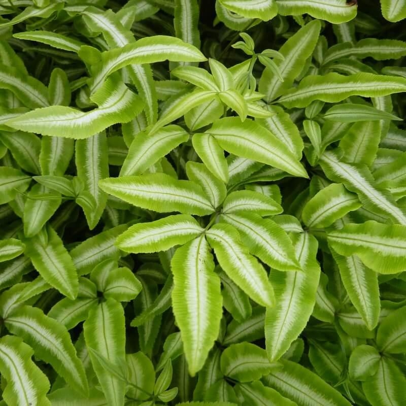 Pteris cretica var.albolineata – Fougère du Japon