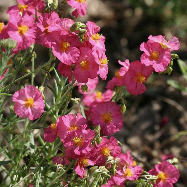 Helianthemum 'Lawrenson's Pink' - Helianthème 'Ben Hope' rose