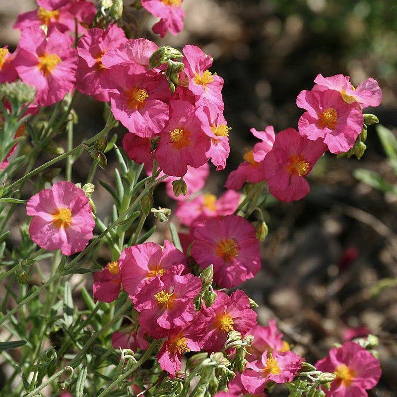 Helianthemum 'Lawrenson's Pink' - Helianthème 'Ben Hope' rose