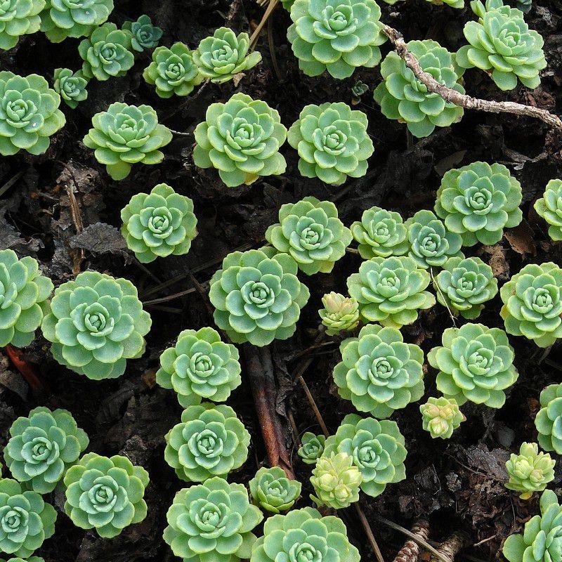 Sedum pachyclados - Orpin artichaut à feuilles charnues