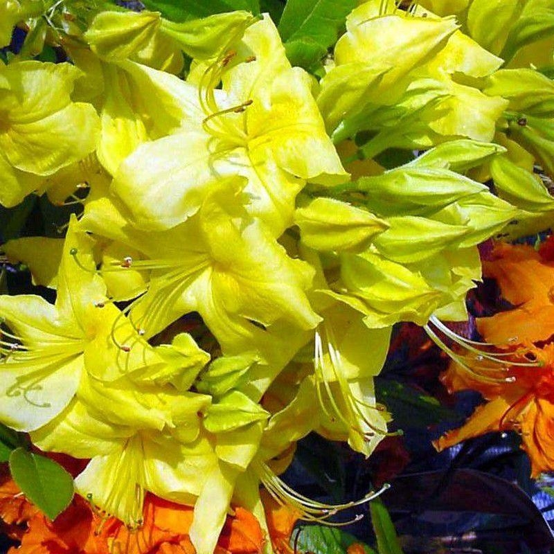 Rhododendron - Azalea 'Anneke' * - Azalée de Chine caduque jaune