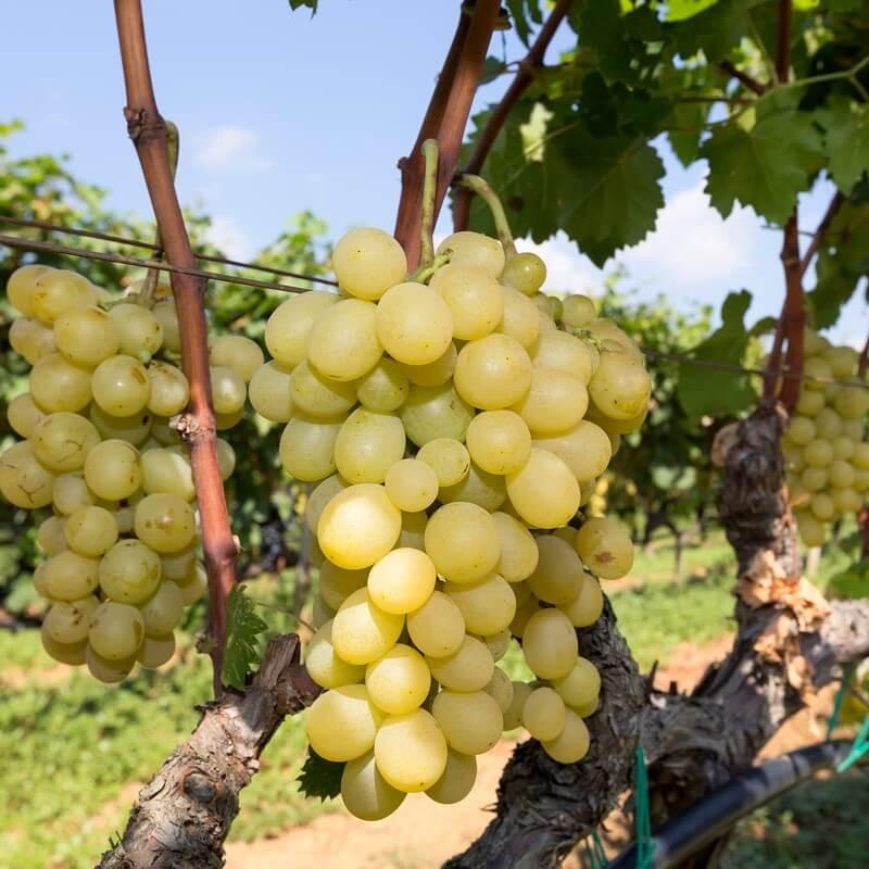 Vitis 'Muscat Reine des vignes' *ZPd4 - Vigne 'Reine des vignes' - Raisin de table blanc