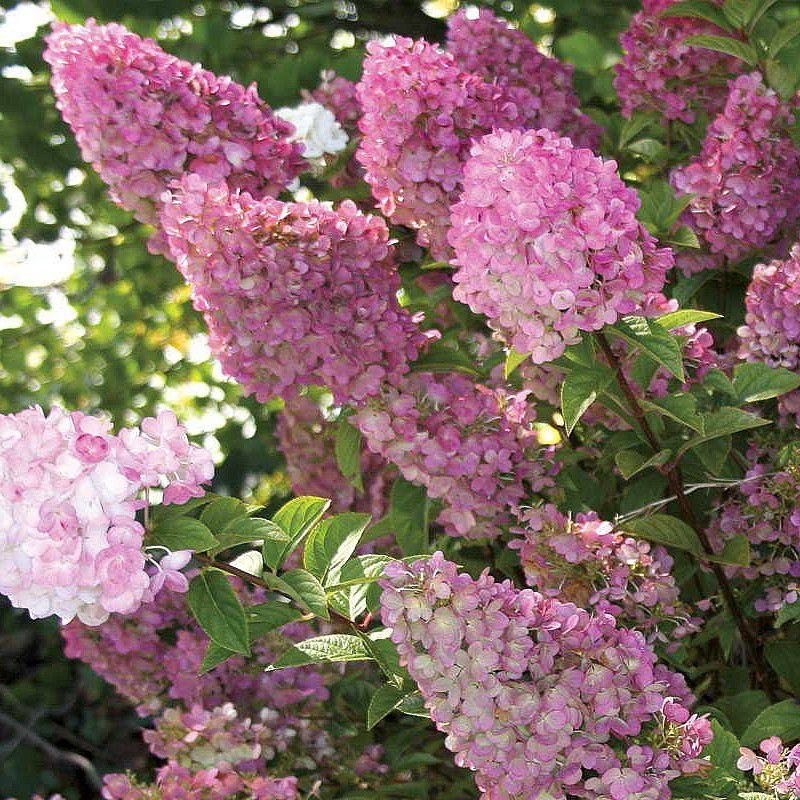 Hydrangea paniculata 'Sundae Fraise' Rensun - Hortensia arbustif bicolore