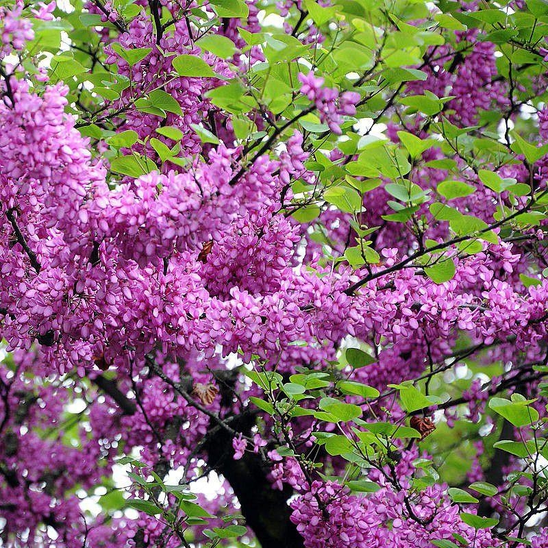 Cercis siliquastrum - Arbre de Judée - Gainier