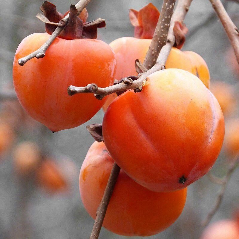 Diospyros Kaki 'Costata' - Kakinho Kostata - Plaqueminier du Japon