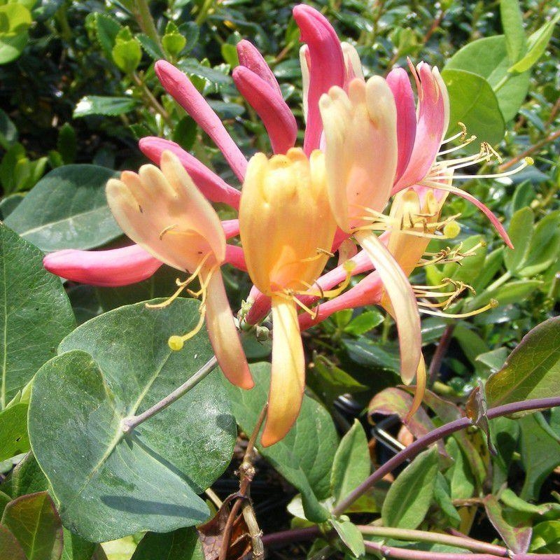Lonicera heckrotti 'American Beauty' - Chèvrefeuille grimpant rose et jaune parfumé