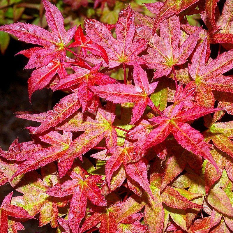 Acer palmatum 'Deshojo' - Erable du Japon rouge orangé issu de GREFFE