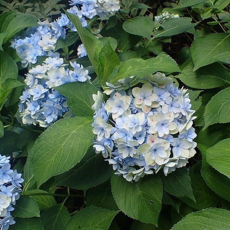 Hydrangea macrophylla You&Me® Passion 'Youmefour' - Hortensia