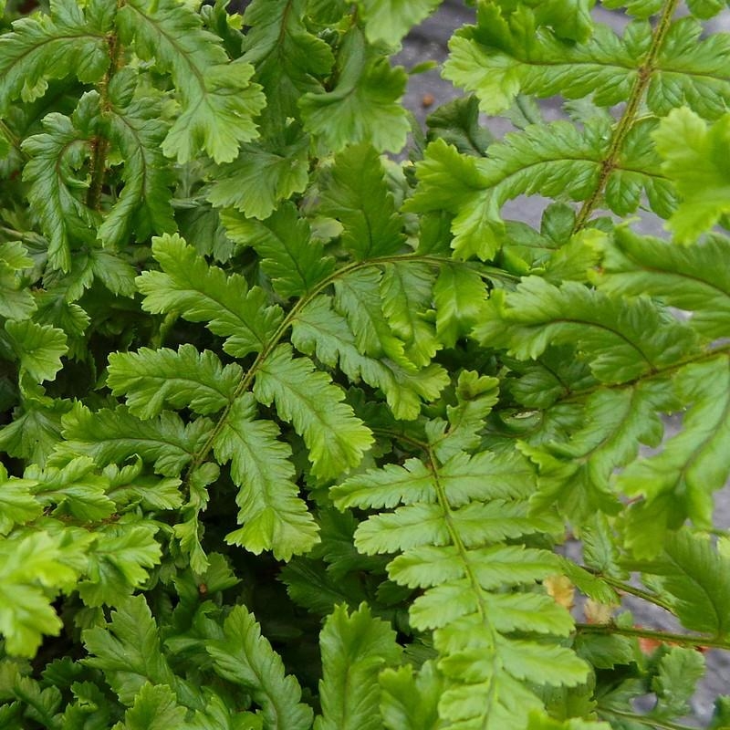 Dryopteris filix-mas 'Cristata' - Fougère mâle frisée