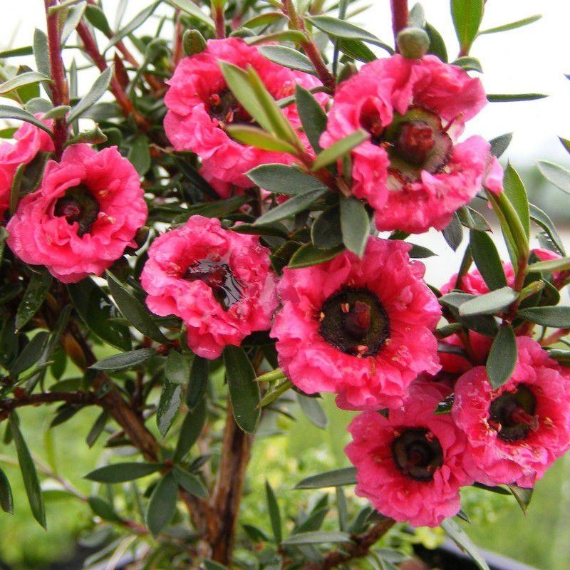 Leptospermum scoparium 'Winter Cheer' - Faux myrtes rouge - Arbre à thé - Manuka