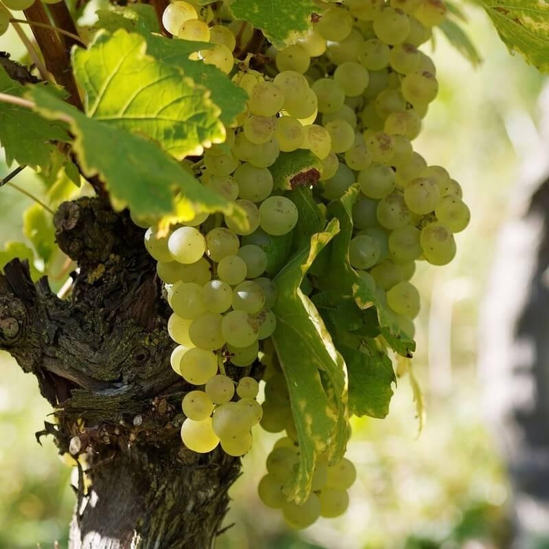 Vitis vinifera 'Muscat Précoce de Saumur' *ZPd4 - Vigne 'Précoce de Saumur' - Raisin de table blanc