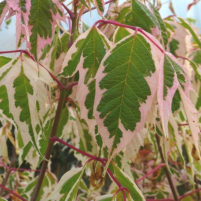 Acer negundo 'Flamingo' - Erable panaché à feuille de Frêne