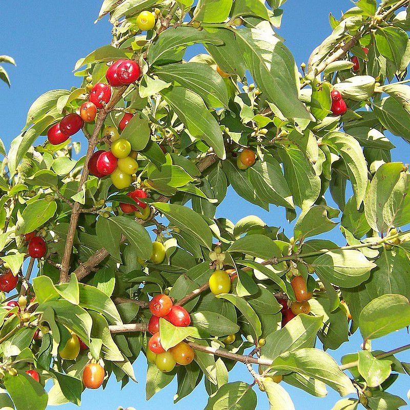 Cornus mas - Cornouiller mâle - Cornier
