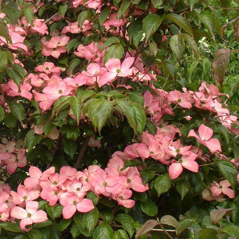 Cornus kousa 'Satomi' - Cornouiller à grandes fleurs roses
