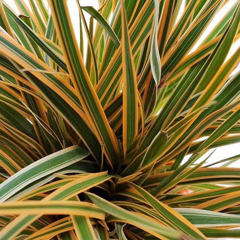 Carex morrowii 'Everglow' - Laiche bigarrée 'EverColor'