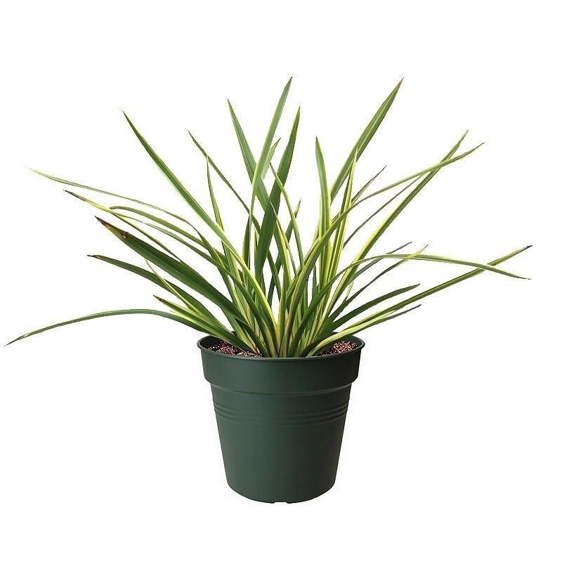 Phormium 'Duet' compact - Lin de Nouvelle Zélande panaché