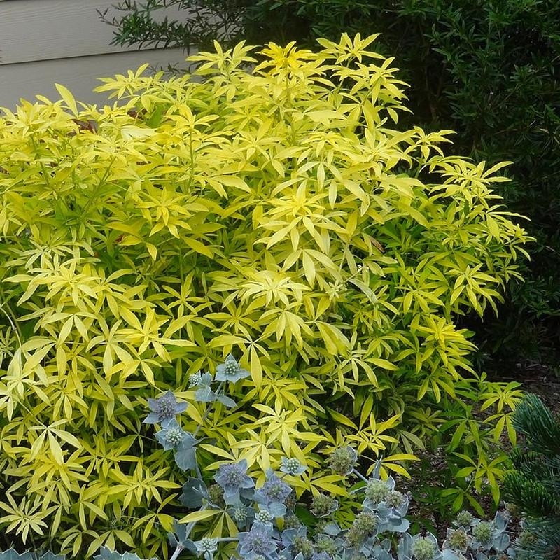 Choisya dumosa 'Goldfingers'® - Oranger du Mexique jaune d'or