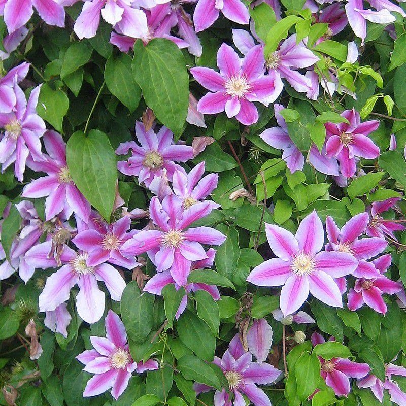 Clematis 'Docteur Ruppel' - Clématite bicolore