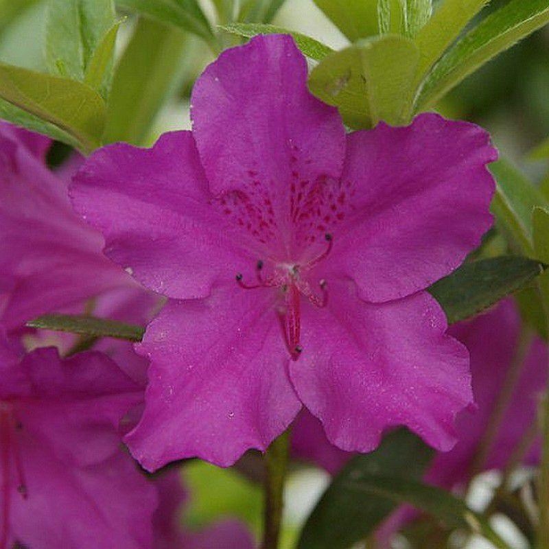 Azalea japonica 'Blue Danube' * - Azalée japonaise persistante bleu