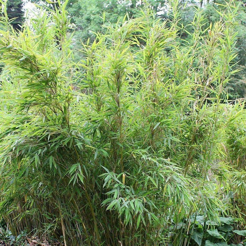 Fargesia 'Jumbo' - Bambou murielae parapluie