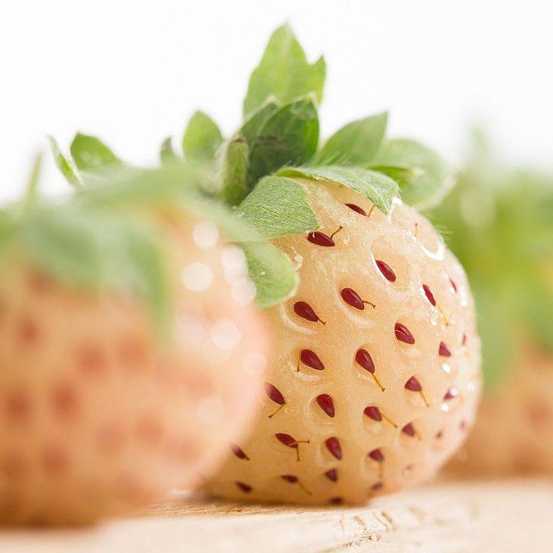 Fragaria ananassa 'Snow White' - Pineberry - Fraise blanche