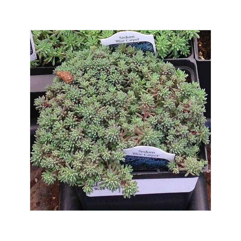 Sedum 'Blue Carpet' - Orpin bleu