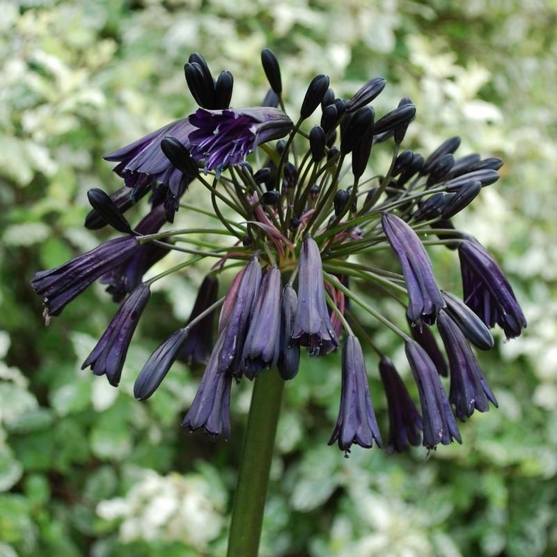 Agapanthus 'Black Magic'® - Agapanthe noire