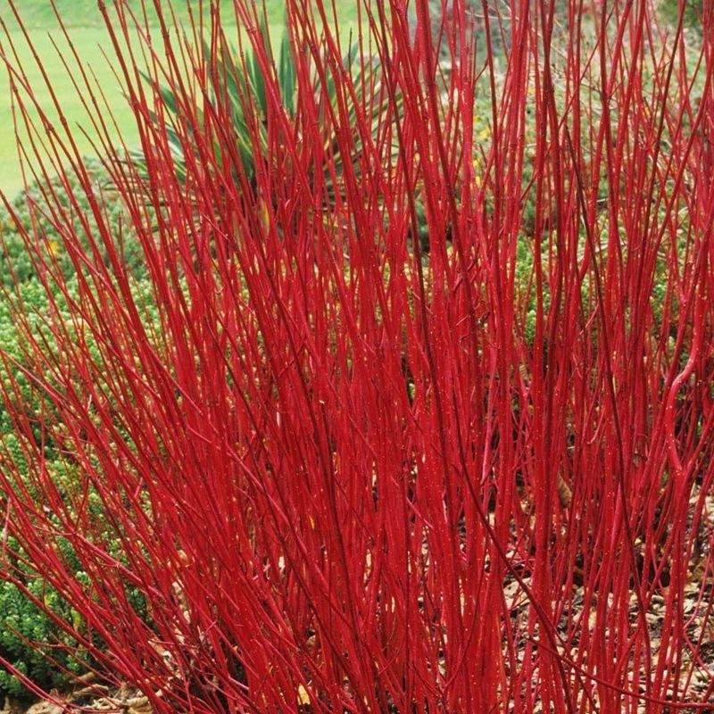 Cornus alba 'Siberian pearls' - Cornouiller blanc de Sibérie à bois rouge