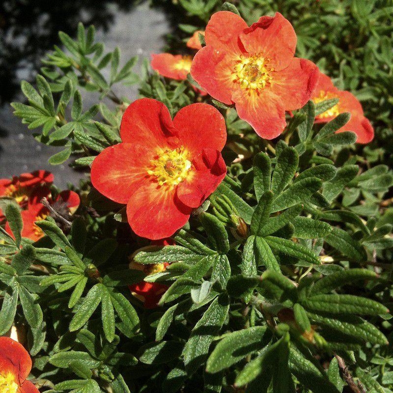 Potentilla fruticosa 'Red Ace' - Potentille arbustive rouge orangé