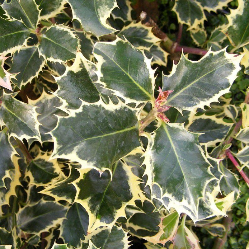 Ilex aquifolium 'Argentea Marginata' - Houx commun panaché blanc femelle