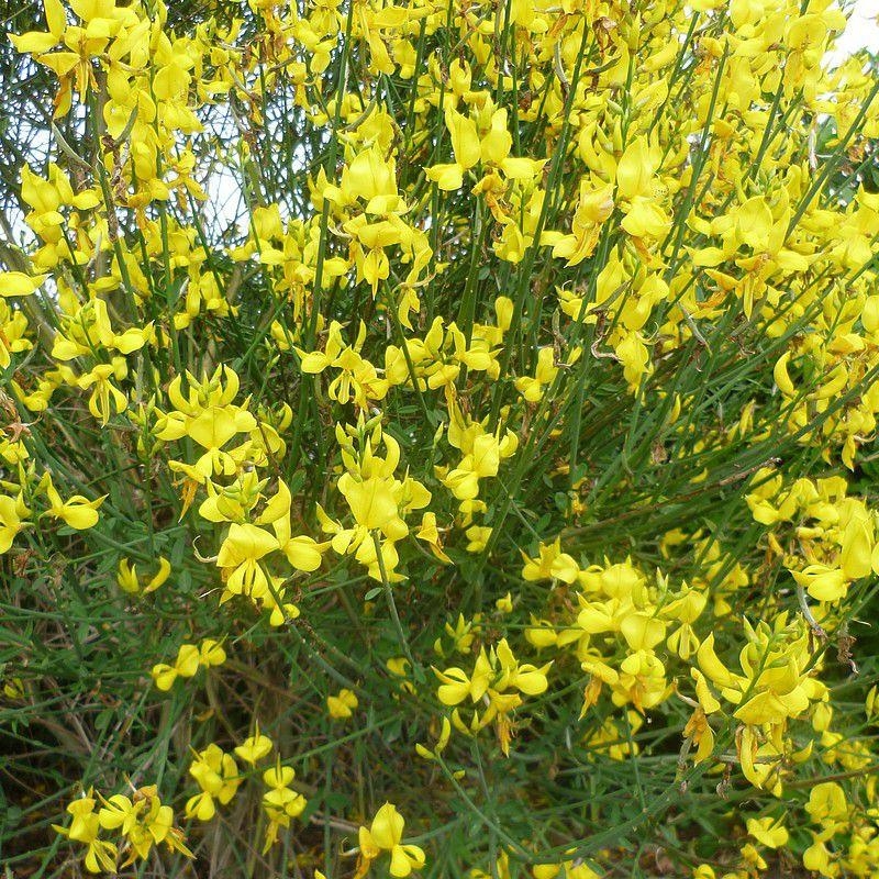 Spartium junceum - Genêt d'Espagne - Spartier jaune parfumé