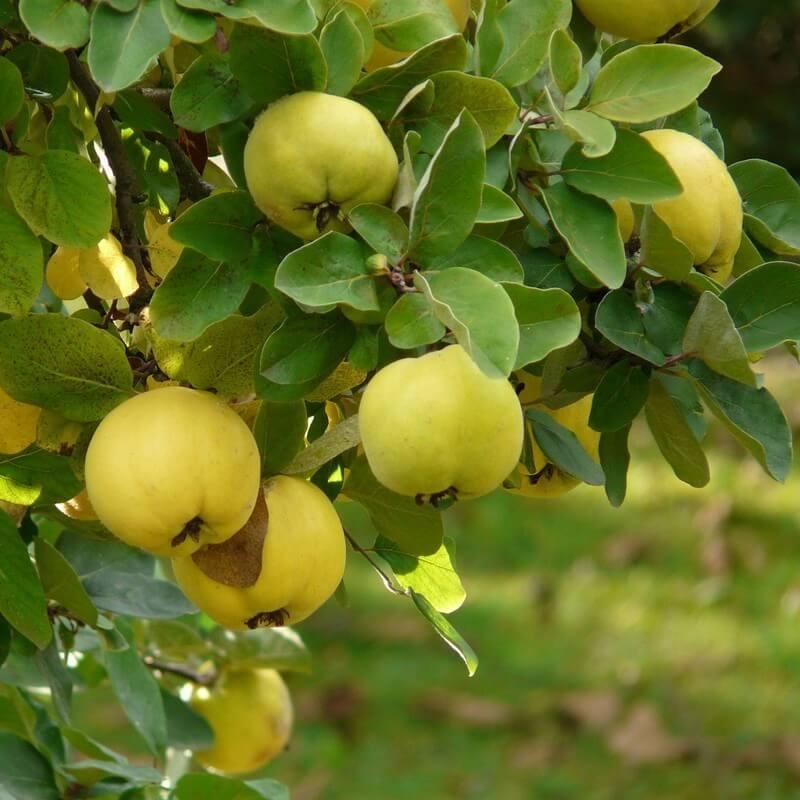 Cognassier 'Aromatnaya' - Cydonia oblonga - Coing jaune parfumé