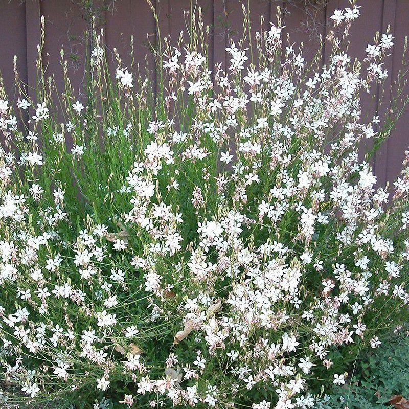Gaura lindheimeri 'White Dove'® - Gaura blanche compacte