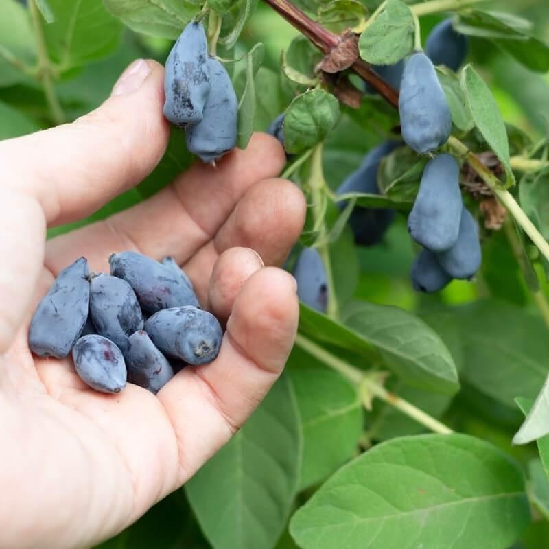 Lonicera caeruela 'Boreal Beast' - Baie de mai
