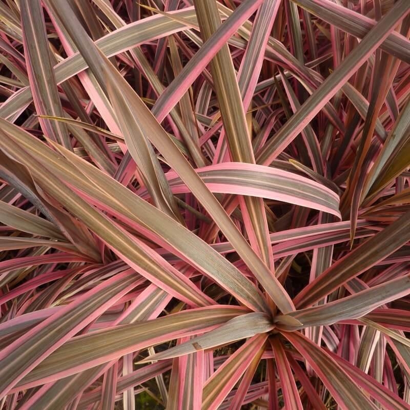Cordyline australis 'Southern Splendour' - Dracaena splendeur du sud