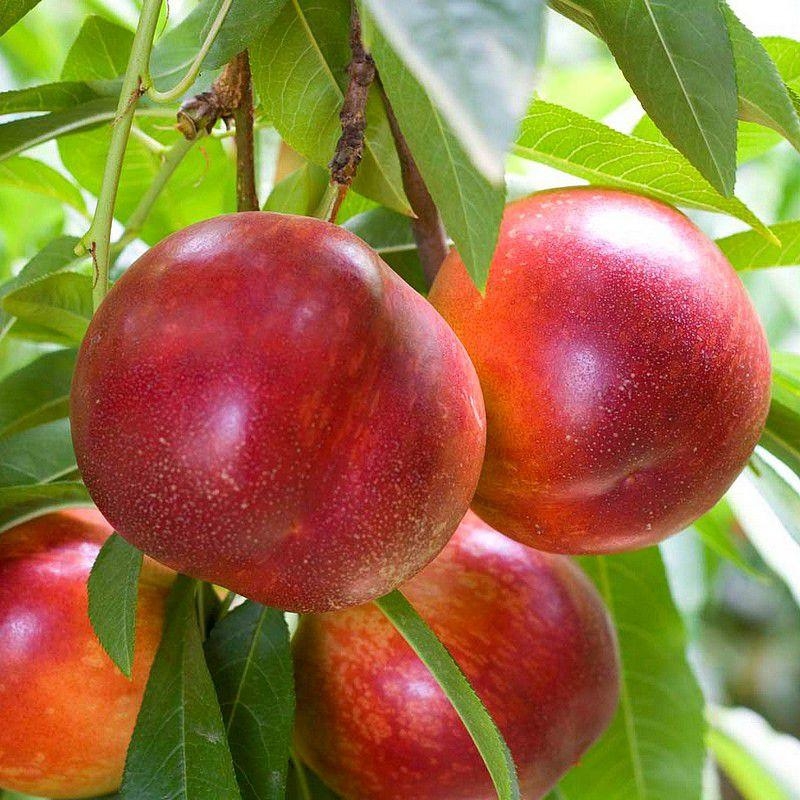 Pêcher 'Fantasia' - Prunus nucipersica - Nectarinier - Nectarine orange
