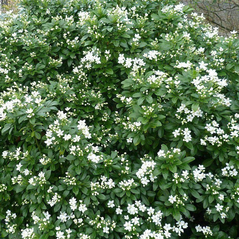 Choisya ternata - Oranger du Mexique blanc parfumé
