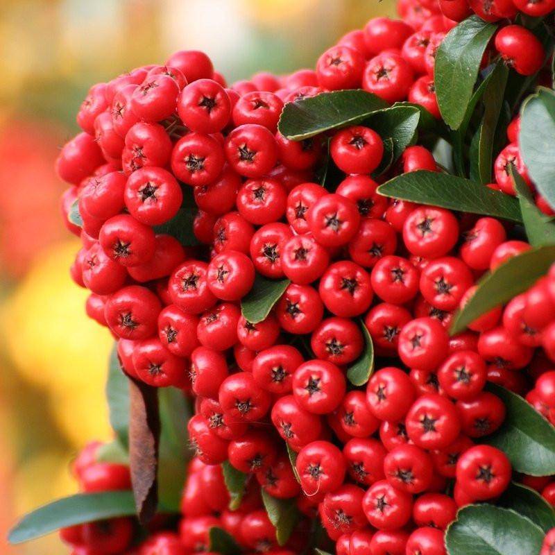 Pyracantha coccinea 'Red Column' - Buisson ardent - Pyracanthe à baies rouges