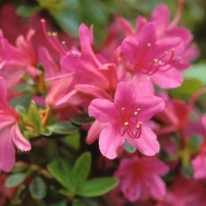 Azalea japonica 'Amonea' * - Azalée japonaise persistante violet
