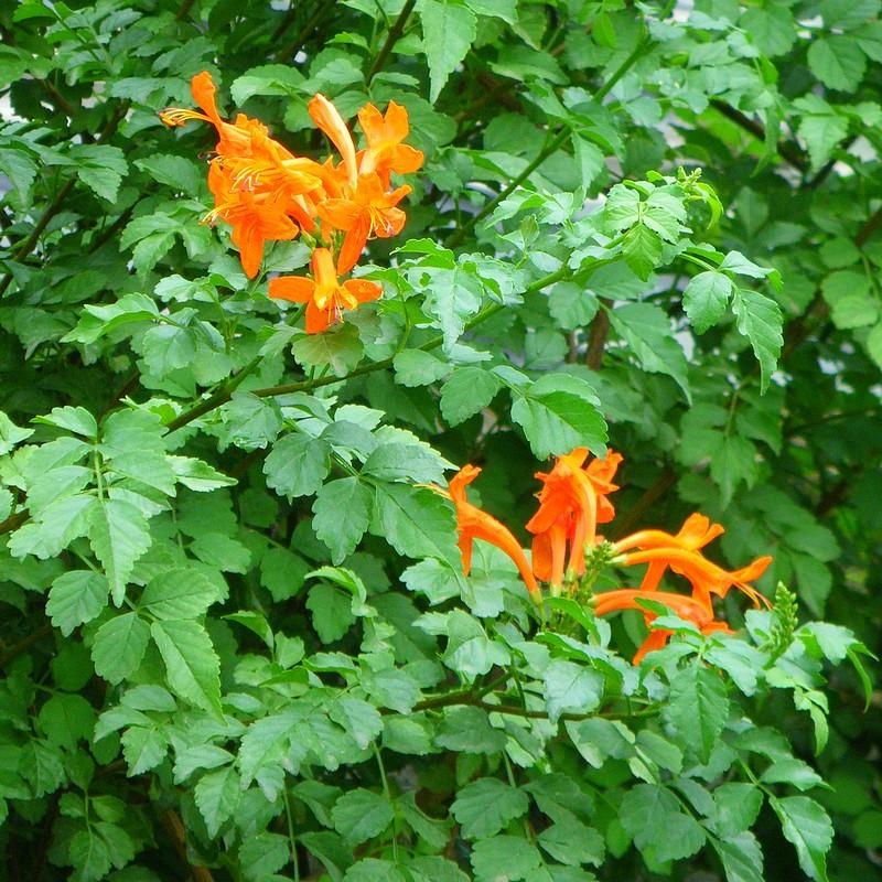 Tecoma capensis - Bignone du Cap - Tecomaria arbustif