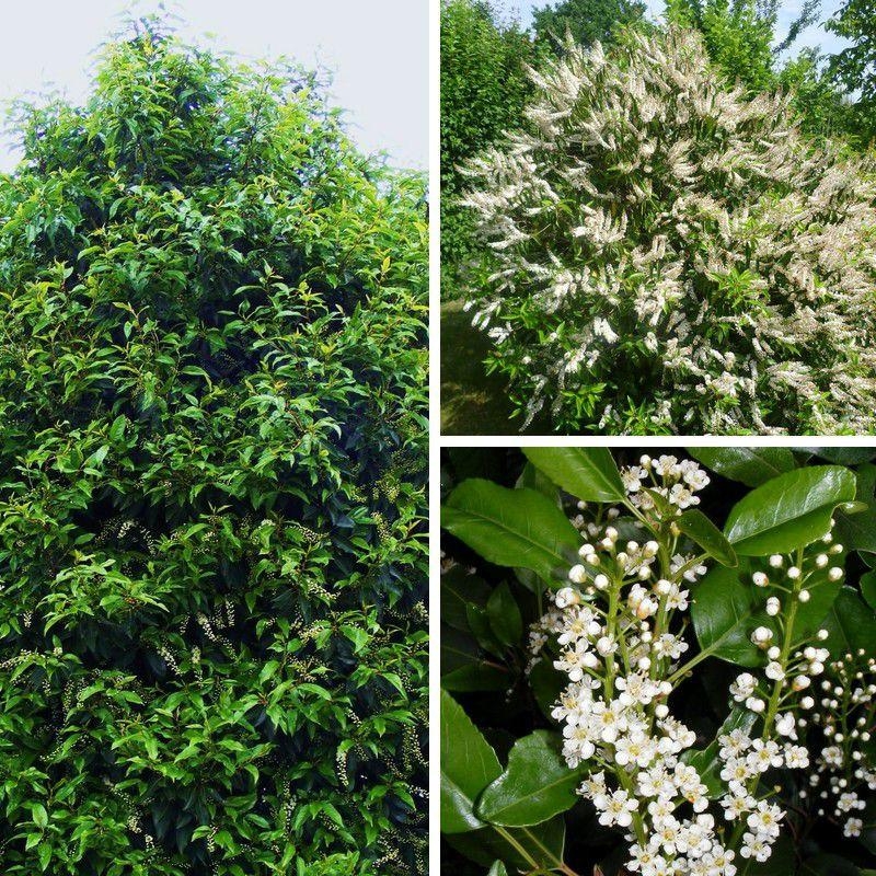 Prunus lusitanica - Laurier du Portugal - Prunier des Açores