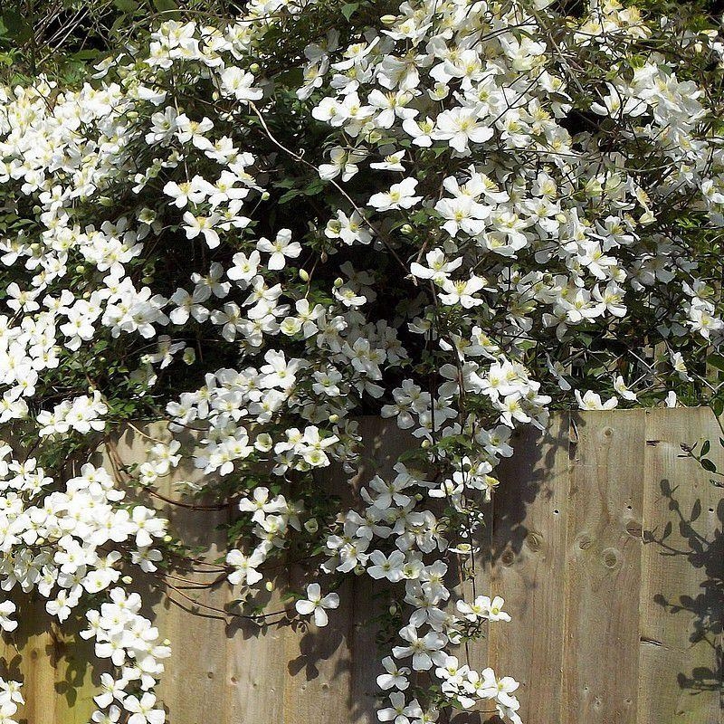 Clematis montana 'Grandiflora Alba' - Clématite des montagnes blanche