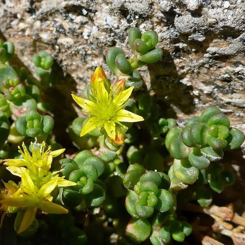 Sedum divergens - Orpin divergent