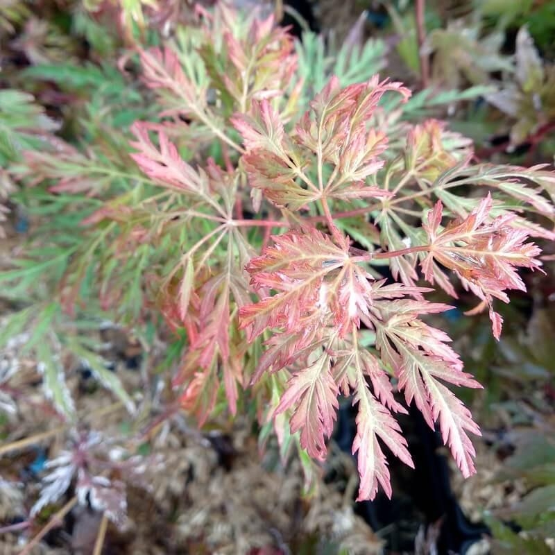 Acer palmatum dissectum 'Flavescens' - Erable du Japon GREFFÉ